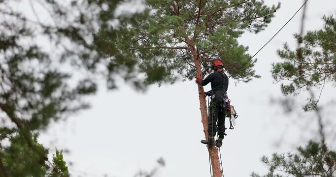Hazardous tree removal service. Professional arborist with chainsaw cutting pine tree branches