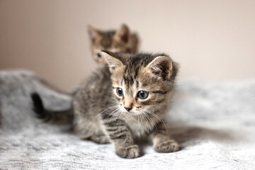 Cute small, gray kitten on a plain background © ketrin