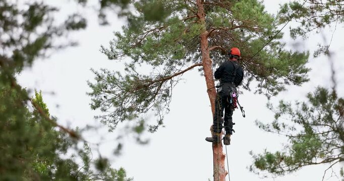Dangerous tree removal service. Professional treeworker with chainsaw cutting pine tree branches