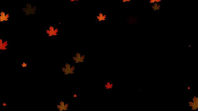 Falling yellow leaves overlay on a black background. Falling autumn maple leaves realistic.3 D rendering. Maple Leaf falls animation. Autumn maple leaves fall in the background. 