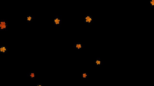 Realistic 3D falling maple leaves animation with alpha channel. Maple Leaf falls animation. Autumn maple leaves fall in the background. autumn leaves. Small leaves fall off. 