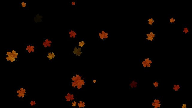 Realistic 3D falling maple leaves animation with alpha channel. Maple Leaf falls animation. Autumn maple leaves fall in the background. autumn leaves. Small leaves fall off. 