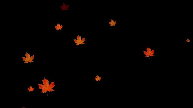 Realistic 3D falling maple leaves animation with alpha channel. Maple Leaf falls animation. Autumn maple leaves fall in the background. autumn leaves. Small leaves fall off. 