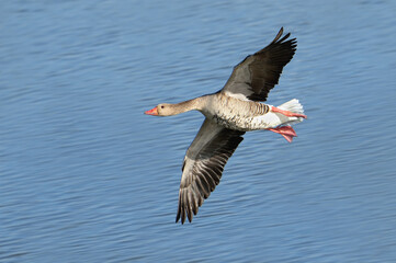Graugans im Flug über einer Wasseroberfläche. Hier im Landeanflug.  © Volkmar