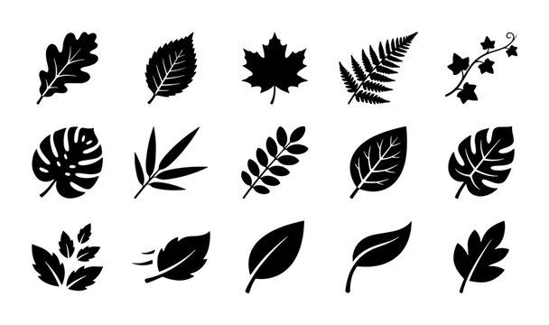 Black leaf silhouette icons, 15 botanical foliage vector elements, minimalist tree leaves set for nature branding and logo design