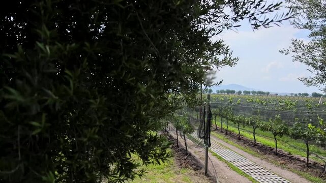 Vineyard Rows With Swing And Green Vines Rural Queretaro Mexico Landscape