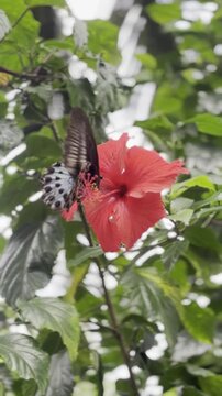 butterfly on flower
