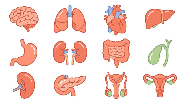 Collection of human internal organs in a cartoon style, showcasing various anatomical structures for educational and medical purposes.