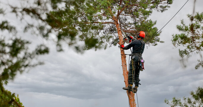 Hazardous tree removal service. Professional arborist with chainsaw cutting pine tree branches