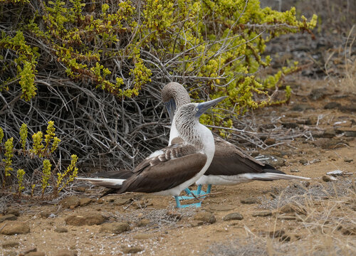 Two Blue Footed Boobies on the ground, San Cristobal Island, Galapagos 