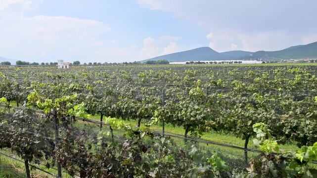 Green Grape Vines Growing On Trellises In Vineyard Central Mexico Landscape