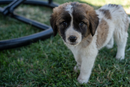 Adorable Young Puppy Outdoors on Green Grass.