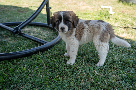Adorable Young Puppy Outdoors on Green Grass.