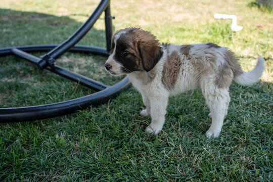 Adorable Young Puppy Outdoors on Green Grass.