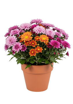 Beautiful colorful chrysanthemum flowers blooming in a simple brown terracotta plant pot isolated on transparent background
