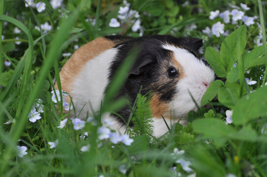 Closeup portrait of guinea pig tricolor pet grazing among green grasses and tiny white flowers. Pet's life outdoors.