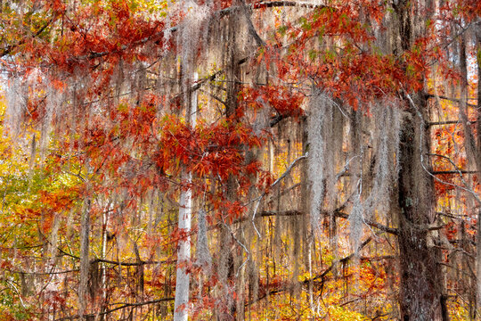 Spanish moss hanging on autumn fall foliage trees