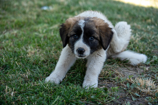 Adorable Young Puppy Outdoors on Green Grass.