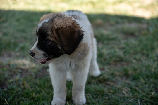 Adorable Young Puppy Outdoors on Green Grass.