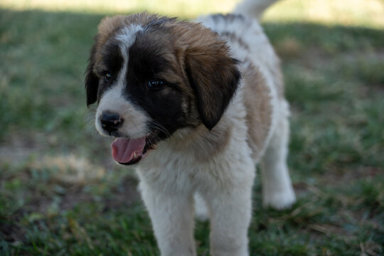 Adorable Young Puppy Outdoors on Green Grass.