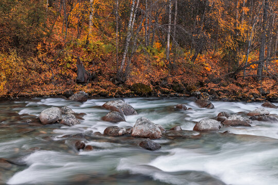 Autumn river flowing over rocks in forest