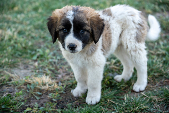 Adorable Young Puppy Outdoors on Green Grass.