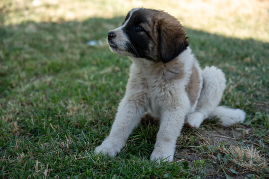 Adorable Young Puppy Outdoors on Green Grass.