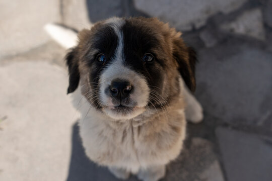 Adorable Puppy Portrait with Fluffy Fur and Gentle Eyes.