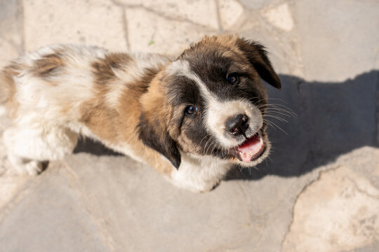 Adorable Puppy Portrait with Fluffy Fur and Gentle Eyes.