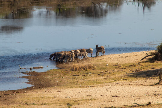 zebras drinking from the river