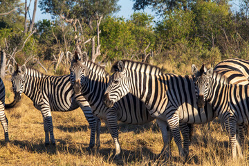 zebras in the savannah © Full Circle Design