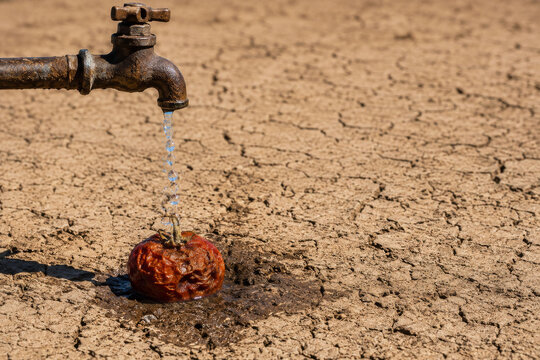 Withered Tomato Under Dripping Faucet &ndash; Water Scarcity and Drought
