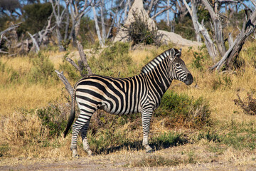 zebra in the wild © Full Circle Design