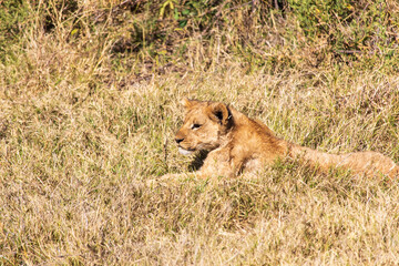 lion in the grass © Full Circle Design
