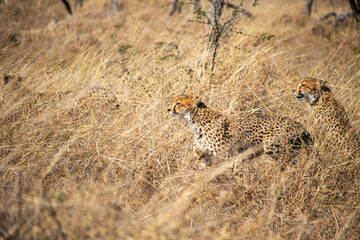 cheetah in the grass © Full Circle Design