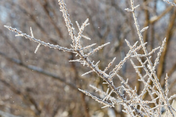 Naklejka premium Frost coats delicate branches in a winter landscape