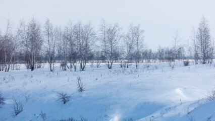 Naklejka premium Snow blankets quiet winter field