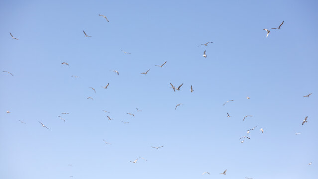 A flock of seagulls flying in the sky