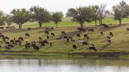 Naklejka premium Cattle graze peacefully near a calm, green-lined water body