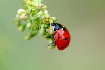 Red ladybug rests on green plant buds © schankz