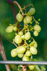 Naklejka premium Green grapes hang from vine in sunlit garden