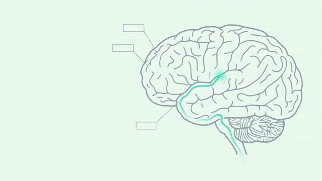 Human brain anatomy diagram with highlighted neural pathway and empty text boxes for medical labeling with rectangular frames anatomical