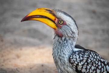 hornbill © Full Circle Design