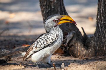 hornbill © Full Circle Design