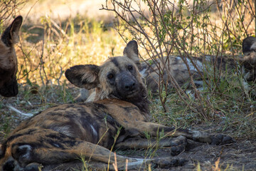 African Wild Dogs in Botswana © Full Circle Design