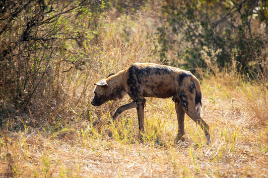 African Wild Dog in Botswana