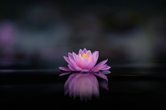 Pink lotus on dark background and dark water surface with reflection in the pond. Shallow depth of field