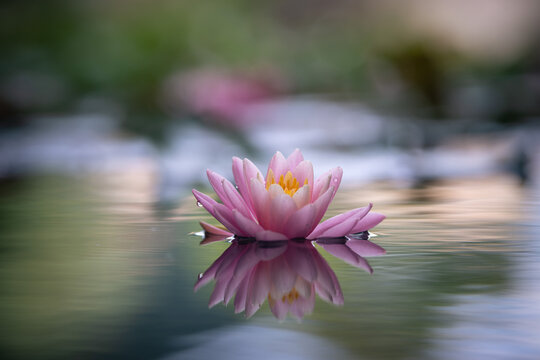 Pink lotus flower reflected in water of the pond. Shallow depth of field