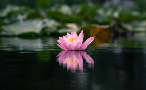 Pink lotus flower in the pond with reflection on water surface.