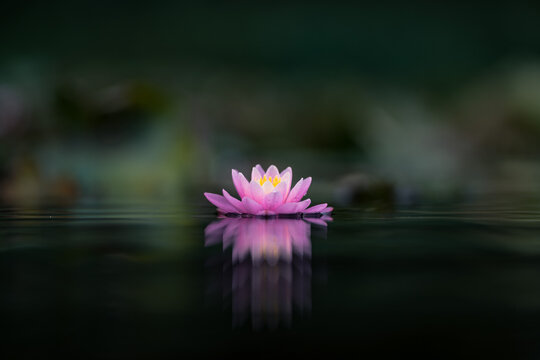 Pink lotus on dark water surface with reflection in the pond. Shallow depth of field